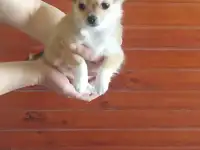 Щенки чихуахуа