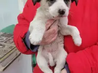 Отдам щенка бесплатно, фотография 3