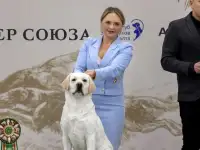 Щенок лабрадор ретривер, фотография 9