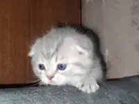 Шотландские чистокровные котята, фотография 7