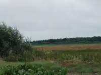 Продам участок, Пуховичский ройон, аг  Горелец, фотография 4