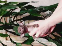 Мини чихуахуп, фотография 3