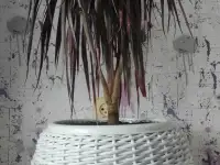 Кашпо!, фотография 8