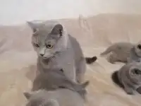 Котята Британские, фотография 7