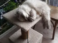 Кошечка, фотография 3