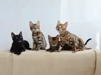 Бенгальские котята из питомника