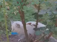 Котята в дар, фотография 5