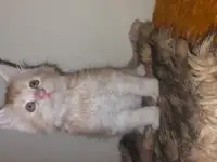 Мейн-кун мальчик красный тигровый табби на серебре, фотография 4