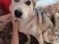 Отдам собаку, фотография 1