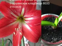 Безвременник, Хризантема, Георгины, Астры, Лилии, фотография 10