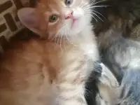 Котята в дар, фотография 7
