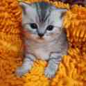 Шотландские котята, фотография 6