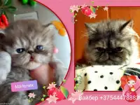 Персидские котята экстремального типа чистокровные. Персы., фотография 10