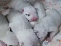 Бультерьера щенки