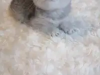 Шотландские котята, фотография 2