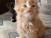 Котята сибирские, фотография 3