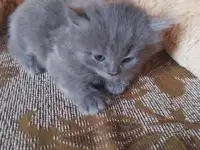 британские котята, фотография 5