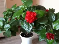 Продам цветы, фотография 8