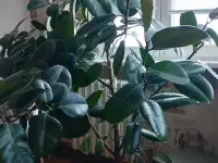 Фикус