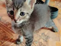 Милые котята ищут дом, фотография 3