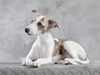 Уиппет щенки, фотография 3