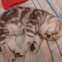 Шотландские котята, фотография 2