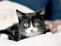 Котятки в дар, фотография 2
