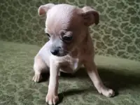 Щенки чихуа хуа, фотография 7