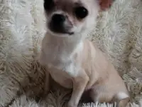 Чихуахуа мини мальчик.