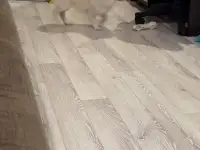 Продам собаку шпиц