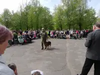 Гродненская пограничная группа осуществляет набор кинологов для службы на контрактной основе. Зарплата от 2200, фотография 3