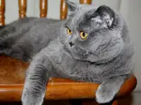 Британский короткошерстный.   Вязка.