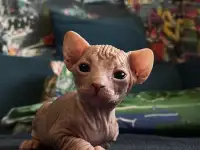 Котенок породы канадский сфинкс, фотография 3