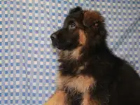 Щенки немецкой овчарки, фотография 3
