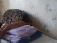 Сдается квартира посуточно в Климовичах, ул. Ленина, фотография 2