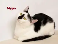 Чудесные кошечки-сестрички Малышка и Мура в дар, фотография 4