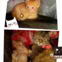 Отдам котёнка