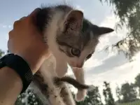 Котята в добрые руки, фотография 2
