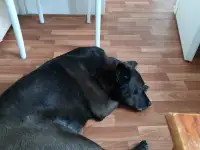 Отдам собаку в дар, фотография 2