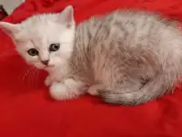 Шотландские  вислоухие котята, фотография 6
