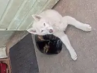 Щенки ищут новый дом, фотография 10