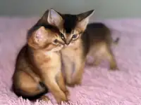 Абиссинские котята, фотография 4