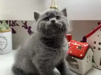 Британские котята., фотография 4