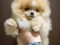 Померанский шпиц, щенки. Мини мишки, фотография 3