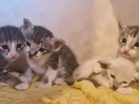 Ориентальные котята, фотография 7