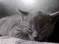 Кошка дымчатая, фотография 2