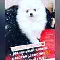 Померанский шпиц, фотография 4