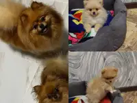 Щенки померанского шпица