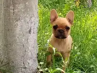 Французский бульдог щенки, фотография 3
