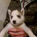 Продам щенков сибирской хаски, фотография 4